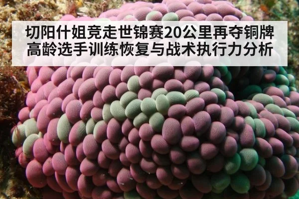 切阳什姐竞走世锦赛20公里再夺铜牌 高龄选手训练恢复与战术执行力分析